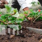 Promoción de viveros para productores en Estelí