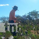 Diversificación de fincas en Carazo