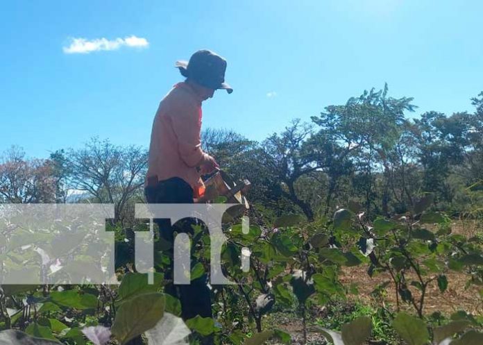 finca-carazo-03 Diversificación de fincas en Carazo