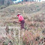INTA acompaña a productores de Ticuantepe en salida de cosechas Finca con gran producción en Ticuantepe gracias al INTA