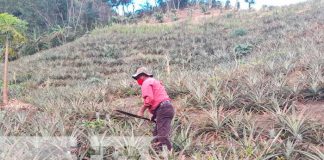 Finca con gran producción en Ticuantepe gracias al INTA