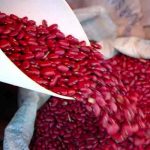 Avances producción nacional de frijoles rojos y maíz ciclo 2021/2022