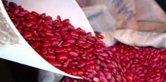 Avances producción nacional de frijoles rojos y maíz ciclo 2021/2022