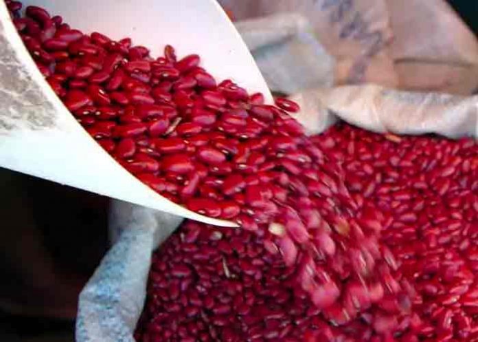 frijol-nica Avances producción nacional de frijoles rojos y maíz ciclo 2021/2022