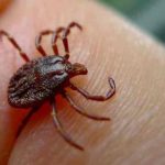 Detectan casos del virus hemorrágico de Crimea-Congo en España