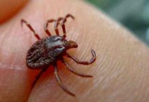 Detectan casos del virus hemorrágico de Crimea-Congo en España Detectan casos del virus hemorrágico de Crimea-Congo en España