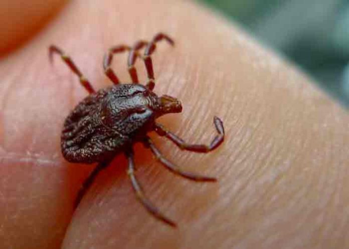 Detectan casos del virus hemorrágico de Crimea-Congo en España