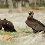 Detectan casos de gripe aviar en aves silvestres de Florida, EE.UU Detectan casos de gripe aviar en aves silvestres de Florida, EE.UU