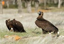 Detectan casos de gripe aviar en aves silvestres de Florida, EE.UU Detectan casos de gripe aviar en aves silvestres de Florida, EE.UU