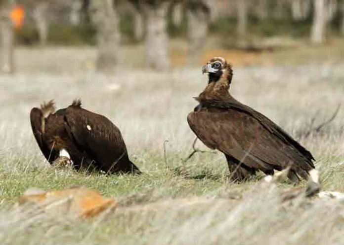 Detectan casos de gripe aviar en aves silvestres de Florida, EE.UU