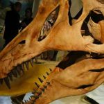 Descubren primeras evidencias de infección respiratoria en dinosaurios