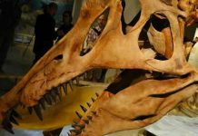 Descubren primeras evidencias de infección respiratoria en dinosaurios