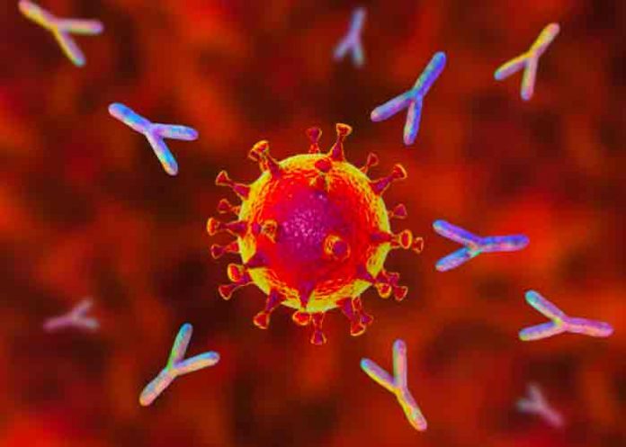 Estudio demuestra cómo comienza la infección por el virus SARS-COV-2