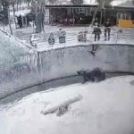 Mujer lanza a niña a una jaula de osos