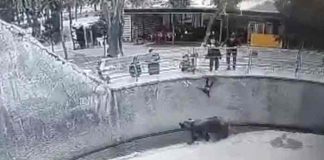 Mujer lanza a niña a una jaula de osos
