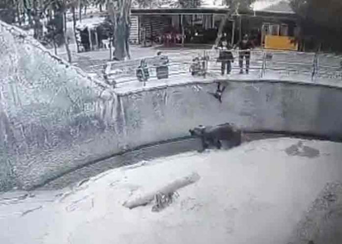 Mujer lanza a niña a una jaula de osos