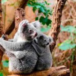 Australia declara los koalas como especie «en peligro» de extinción Australia declara los koalas como especie "en peligro" de extinción