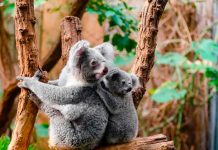 Australia declara los koalas como especie "en peligro" de extinción