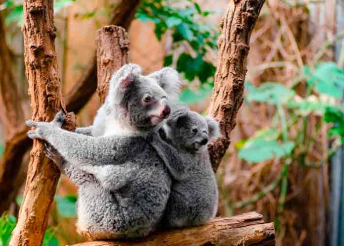 koalas-en-peligro- Australia declara los koalas como especie