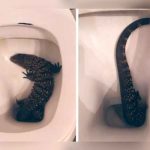 Turistas graban a lagarto saliendo del inodoro de un hotel (VIDEO) Turistas graban a lagarto saliendo del inodoro de un hotel (VIDEO)