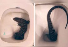 Turistas graban a lagarto saliendo del inodoro de un hotel (VIDEO) Turistas graban a lagarto saliendo del inodoro de un hotel (VIDEO)