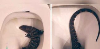 Turistas graban a lagarto saliendo del inodoro de un hotel (VIDEO)