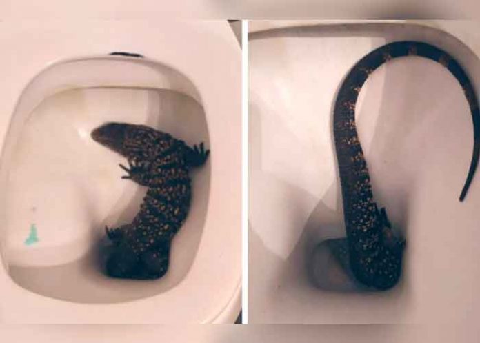 lagarto Turistas graban a lagarto saliendo del inodoro de un hotel (VIDEO)
