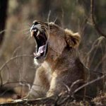 Leona mata a cuidador en zoológico de Irán para luego huir con pareja Leona mata a cuidador en irán