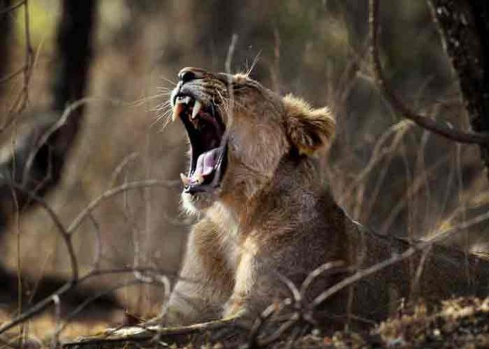 Leona mata a cuidador en irán