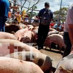 Entregan 200 cerdas inseminadas para productores en Matiguás Entrega de bonos productivas con cerdas en Matiguás