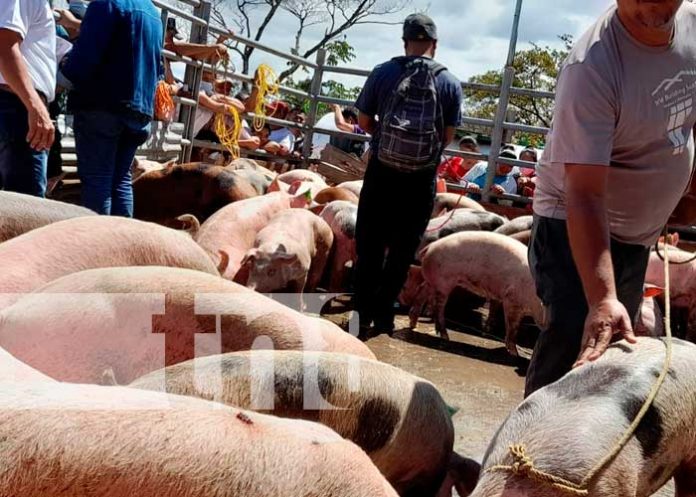 Entrega de bonos productivas con cerdas en Matiguás