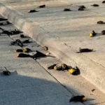 De película de terror: cientos de aves caen muertas en México (VIDEO) De película de terror: cientos de aves caen muertas en México (VIDEO)