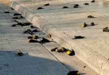 De película de terror: cientos de aves caen muertas en México (VIDEO) De película de terror: cientos de aves caen muertas en México (VIDEO)