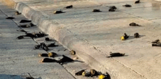 De película de terror: cientos de aves caen muertas en México (VIDEO)