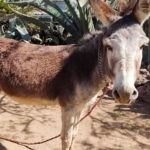 "1 mil maneras de morir": Burro mata a su dueño a mordidas en México
