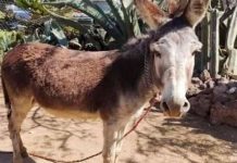 «1 mil maneras de morir»: Burro mata a su dueño a mordidas en México "1 mil maneras de morir": Burro mata a su dueño a mordidas en México