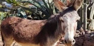 "1 mil maneras de morir": Burro mata a su dueño a mordidas en México