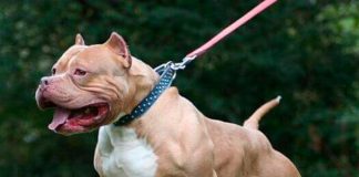 ¡Impactante video! Perros atacan y arrastran a niña en México