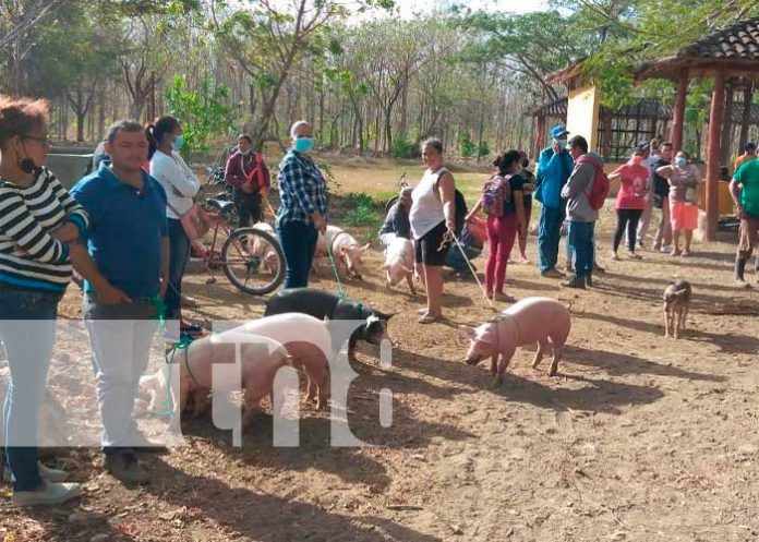 Entrega de bonos de cerdas en Nandaime