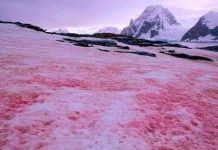 “Nieve roja”: el espeluznante fenómeno que afecta a la Antártida