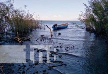 Ometepe: Continúa búsqueda por pescador en aguas del Cocibolca Costa en la Isla de Ometepe donde buscan a un pescador