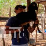 Impulsan en Ciudad Sandino la producción de ovinos y caprinos Reproducción de ovinos y caprinos en Ciudad Sandino