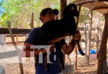 Impulsan en Ciudad Sandino la producción de ovinos y caprinos Reproducción de ovinos y caprinos en Ciudad Sandino