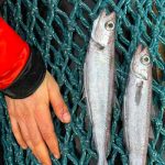 Decenas de peces muertos aparecen frente a costa de Francia (video) Aparecen decenas de peces muertos en costa de Francia