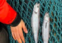 Decenas de peces muertos aparecen frente a costa de Francia (video) Aparecen decenas de peces muertos en costa de Francia