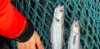 Aparecen decenas de peces muertos en costa de Francia