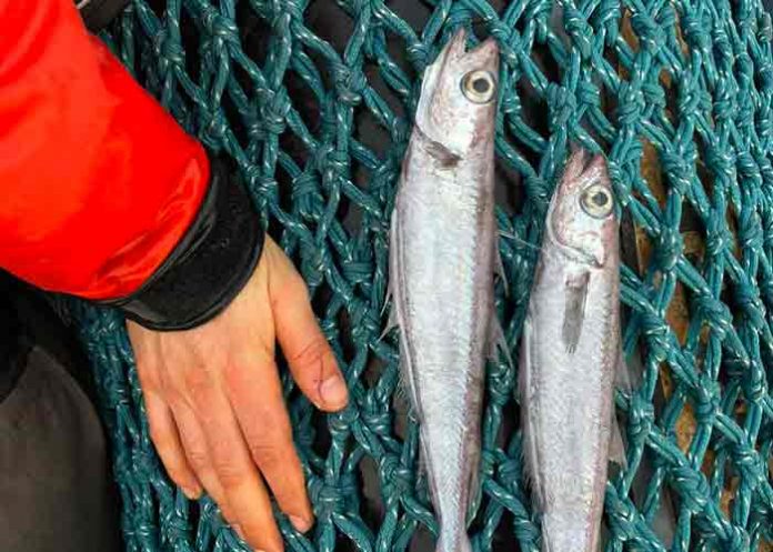 Aparecen decenas de peces muertos en costa de Francia