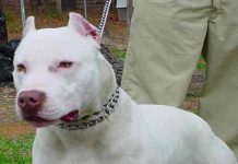 Perro casi le desfigura el rostro a un niño en Copán, Honduras