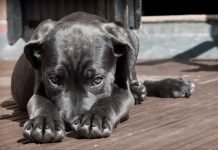 ¿Por qué cambian los perros su conducta cuando otro peludo fallece? ¿Por qué cambian los perros su conducta cuando otro peludo fallece?