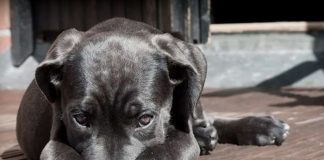 ¿Por qué cambian los perros su conducta cuando otro peludo fallece?